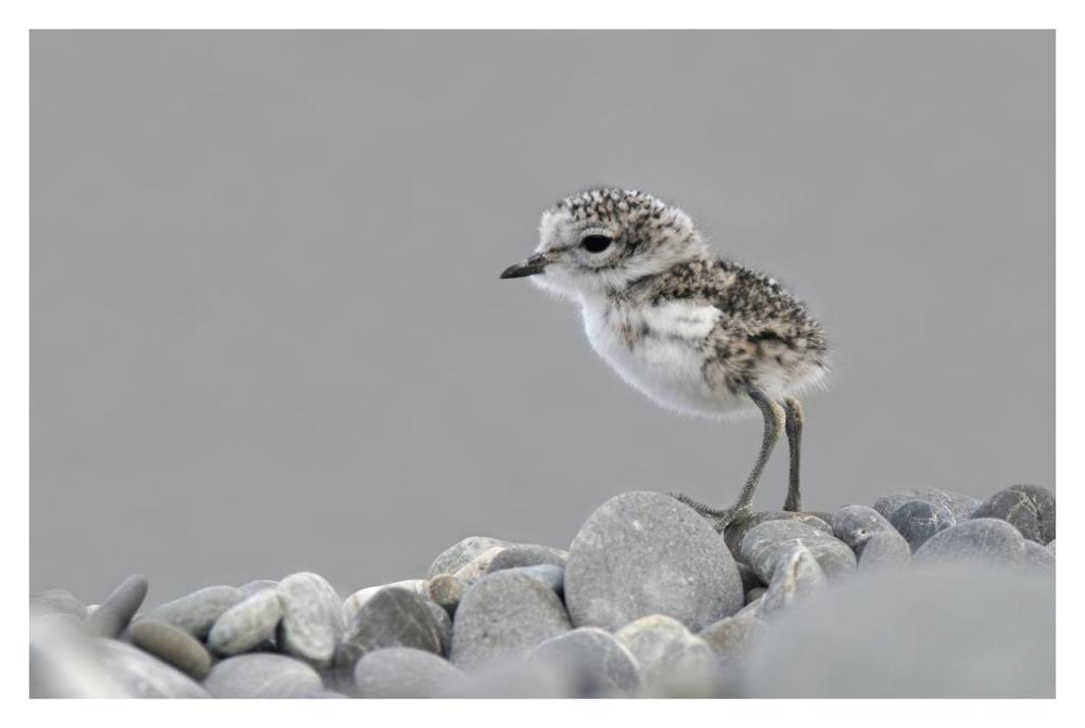 Double-banded Plover newly hatched chick, Lake Ellesmere, New Zealand-Paper Art-38"x26"