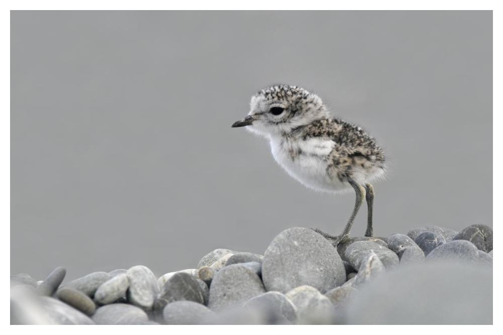 Double-banded Plover newly hatched chick, Lake Ellesmere, New Zealand-Paper Art-50"x34"