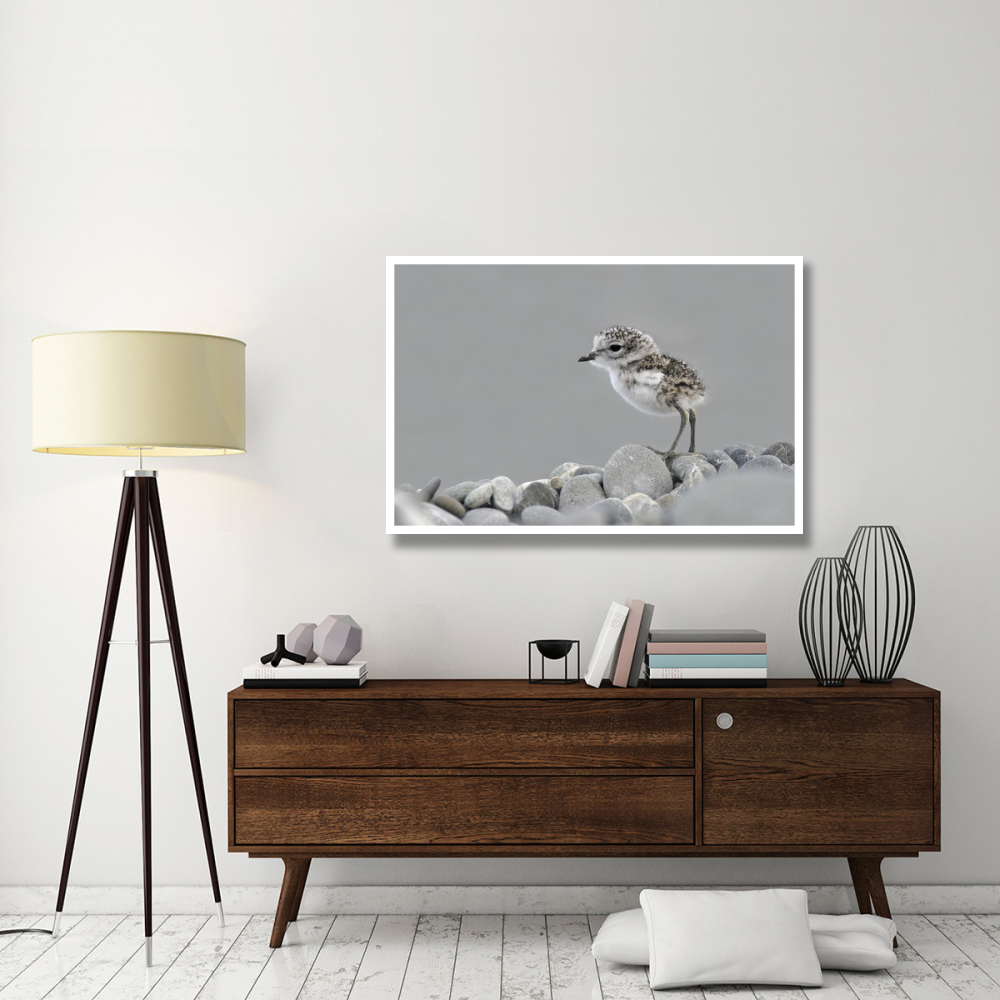 Double-banded Plover newly hatched chick, Lake Ellesmere, New Zealand-Paper Art-50&quotx34"
