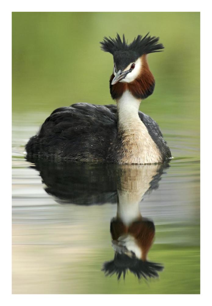 Great Crested Grebe in breeding plumage, Lake Alexandrina, New Zealand-Paper Art-18"x26"