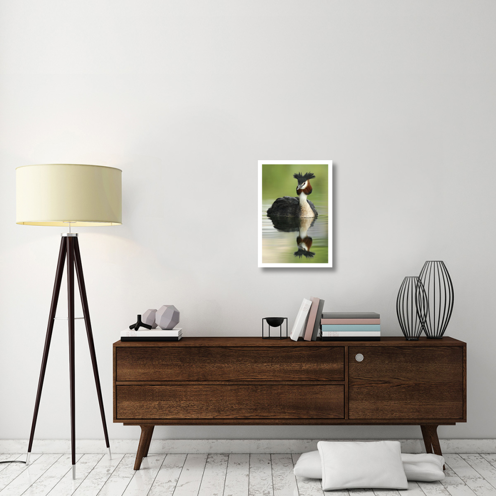 Great Crested Grebe in breeding plumage, Lake Alexandrina, New Zealand-Paper Art-18&quotx26"