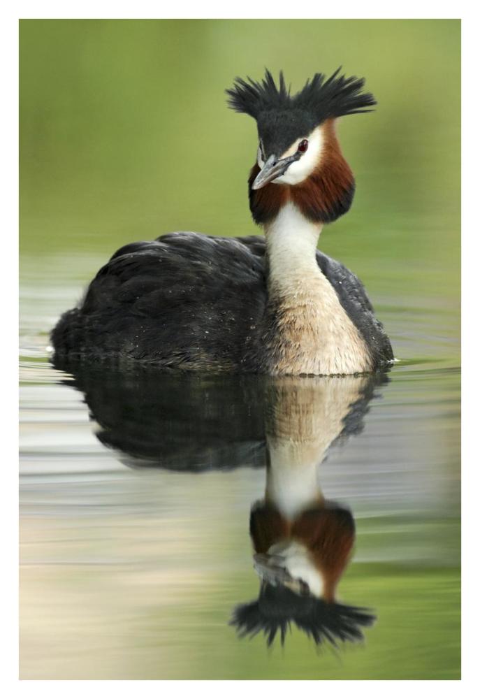 Great Crested Grebe in breeding plumage, Lake Alexandrina, New Zealand-Paper Art-26"x38"