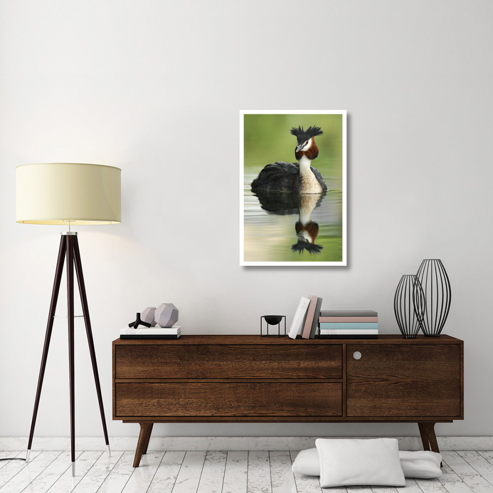 Great Crested Grebe in breeding plumage, Lake Alexandrina, New Zealand-Paper Art-26&quotx38"