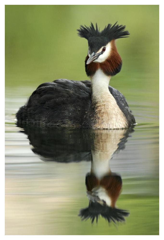 Great Crested Grebe in breeding plumage, Lake Alexandrina, New Zealand-Paper Art-34"x50"