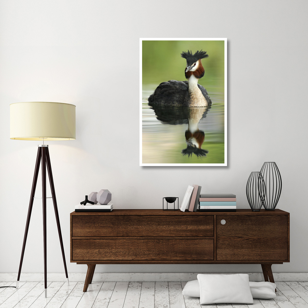 Great Crested Grebe in breeding plumage, Lake Alexandrina, New Zealand-Paper Art-34&quotx50"