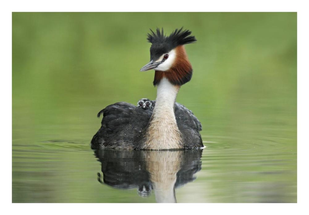 Great Crested Grebe with chick on its back, Lake Alexandrina, New Zealand-Paper Art-26"x18"