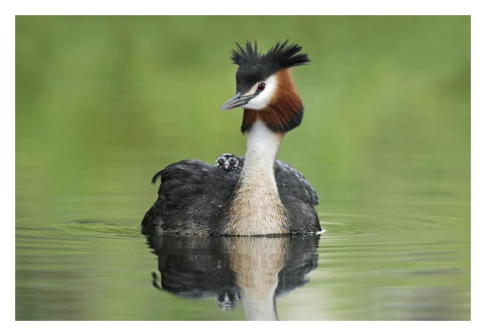Great Crested Grebe with chick on its back, Lake Alexandrina, New Zealand-Paper Art-32"x22"