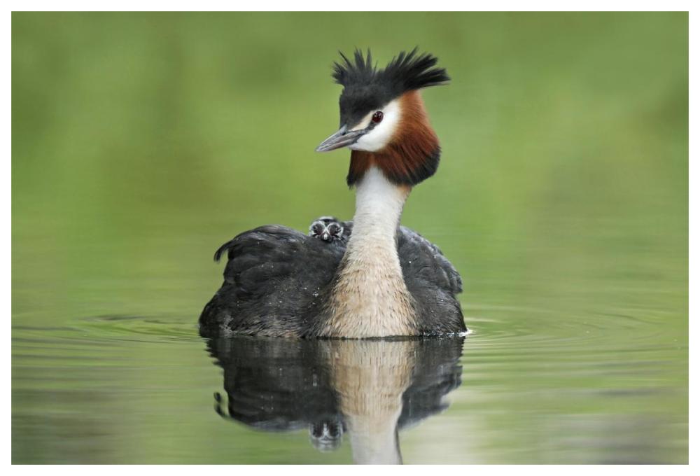 Great Crested Grebe with chick on its back, Lake Alexandrina, New Zealand-Paper Art-62"x42"