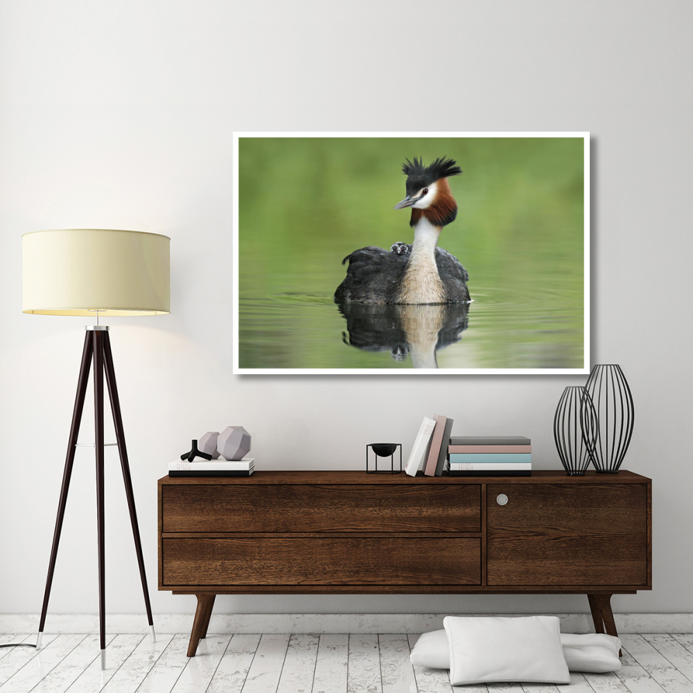 Great Crested Grebe with chick on its back, Lake Alexandrina, New Zealand-Paper Art-62&quotx42"