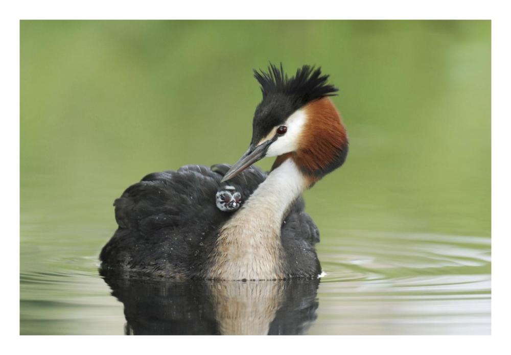 Great Crested Grebe grooming chick on its back, Lake Alexandrina, New Zealand-Paper Art-26"x18"