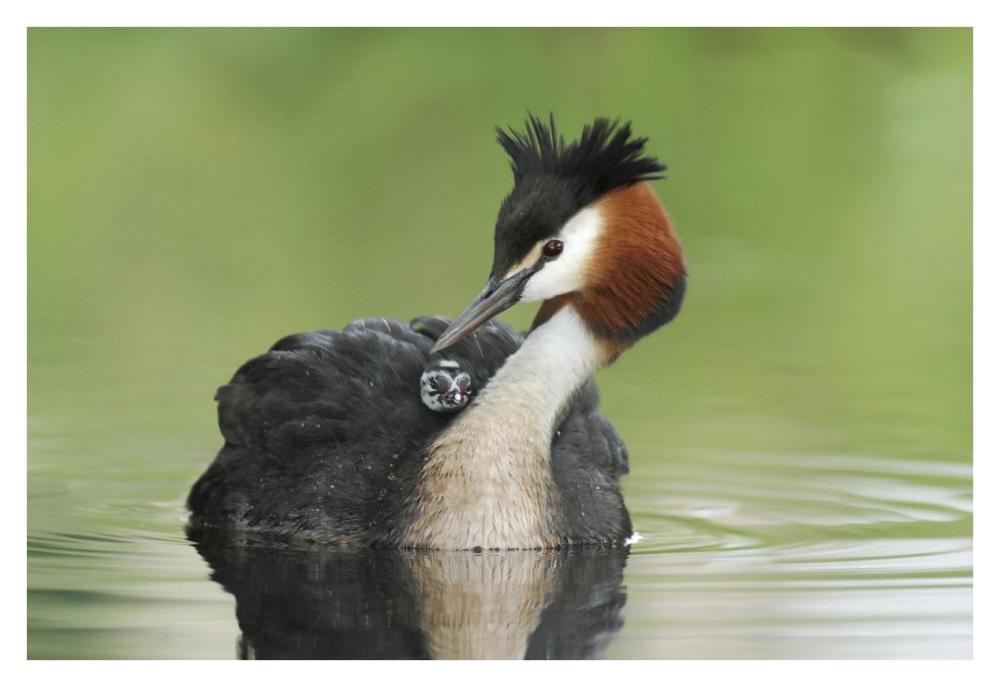 Great Crested Grebe grooming chick on its back, Lake Alexandrina, New Zealand-Paper Art-38"x26"