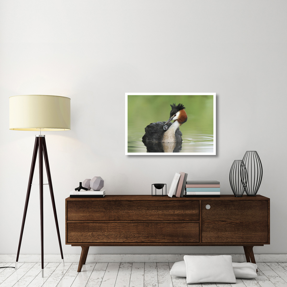 Great Crested Grebe grooming chick on its back, Lake Alexandrina, New Zealand-Paper Art-38&quotx26"