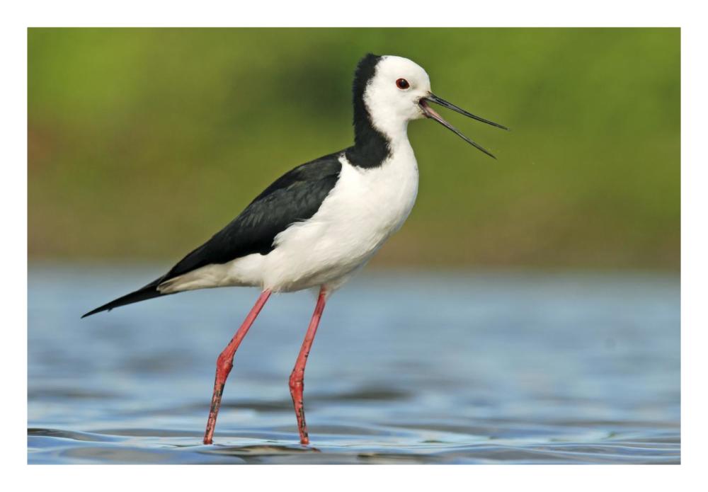 Black-winged Stilt calling, Avon Heathcote Estuary, Christchurch, New Zealand-Paper Art-26"x18"