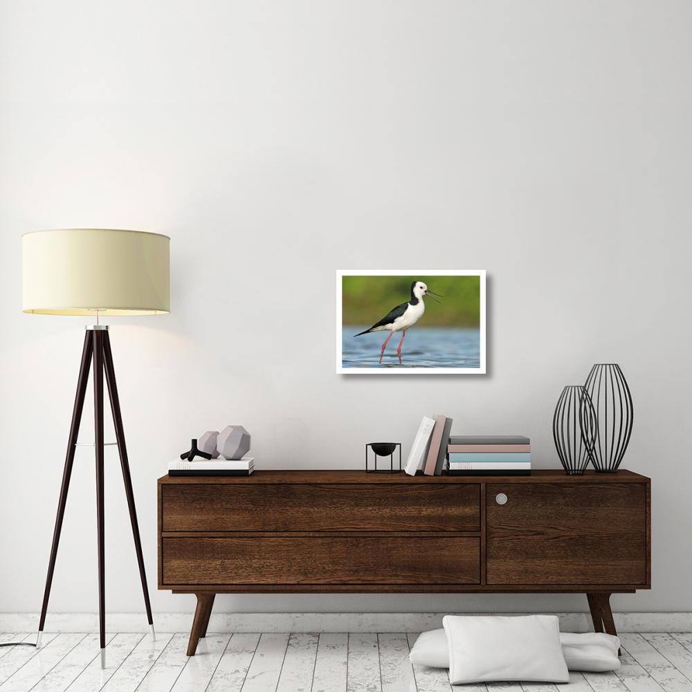 Black-winged Stilt calling, Avon Heathcote Estuary, Christchurch, New Zealand-Paper Art-26&quotx18"