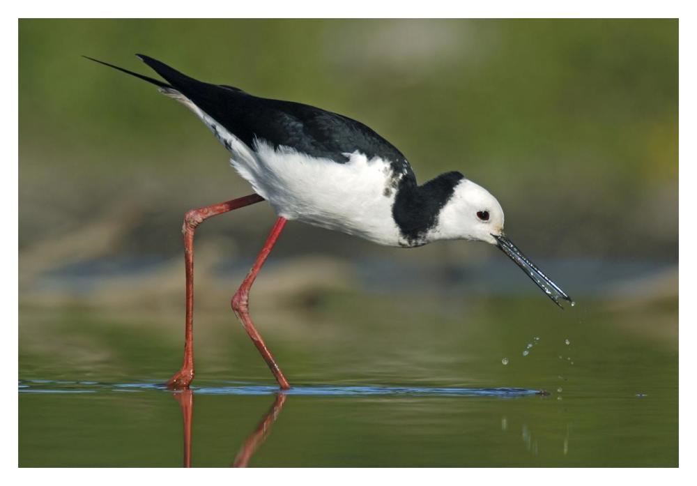 Black-winged Stilt foraging, Avon Heathcote Estuary, Christchurch, New Zealand-Paper Art-20"x14"