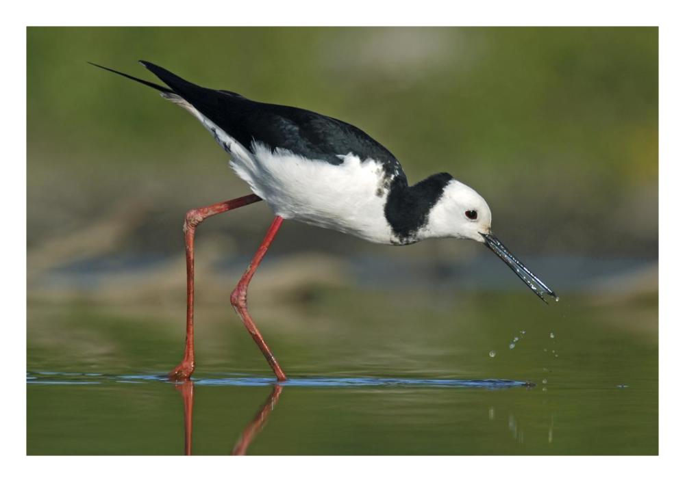 Black-winged Stilt foraging, Avon Heathcote Estuary, Christchurch, New Zealand-Paper Art-26"x18"