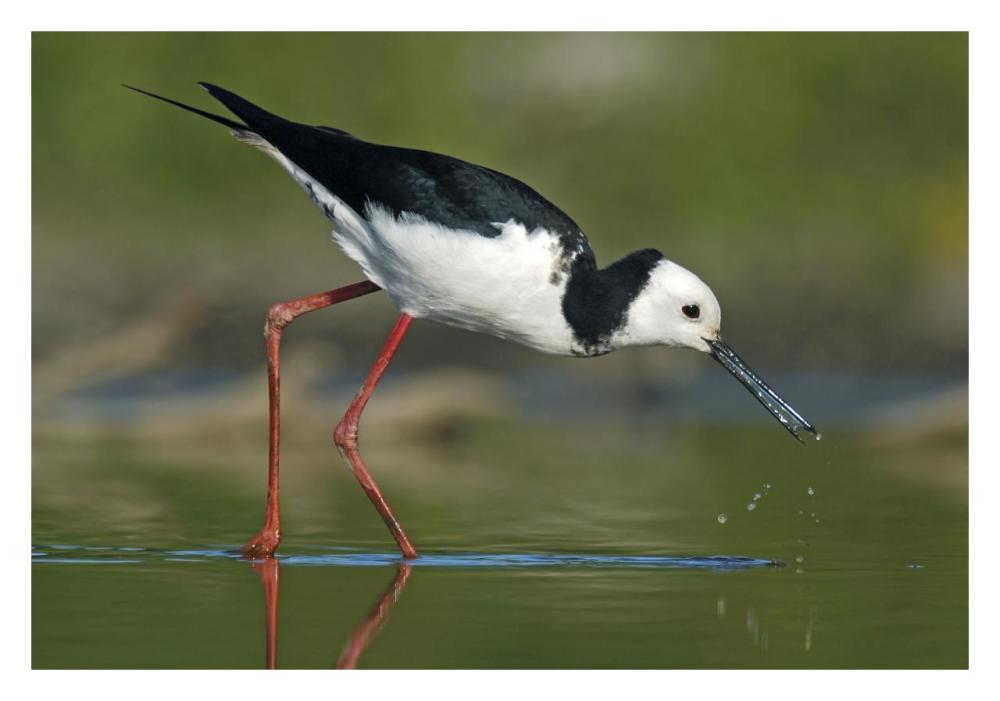 Black-winged Stilt foraging, Avon Heathcote Estuary, Christchurch, New Zealand-Paper Art-32"x22"