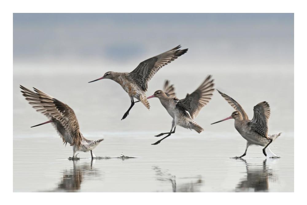 Bar-tailed Godwit group landing, Avon Heathcote Estuary, Christchurch, New Zealand-Paper Art-24"x16.08"