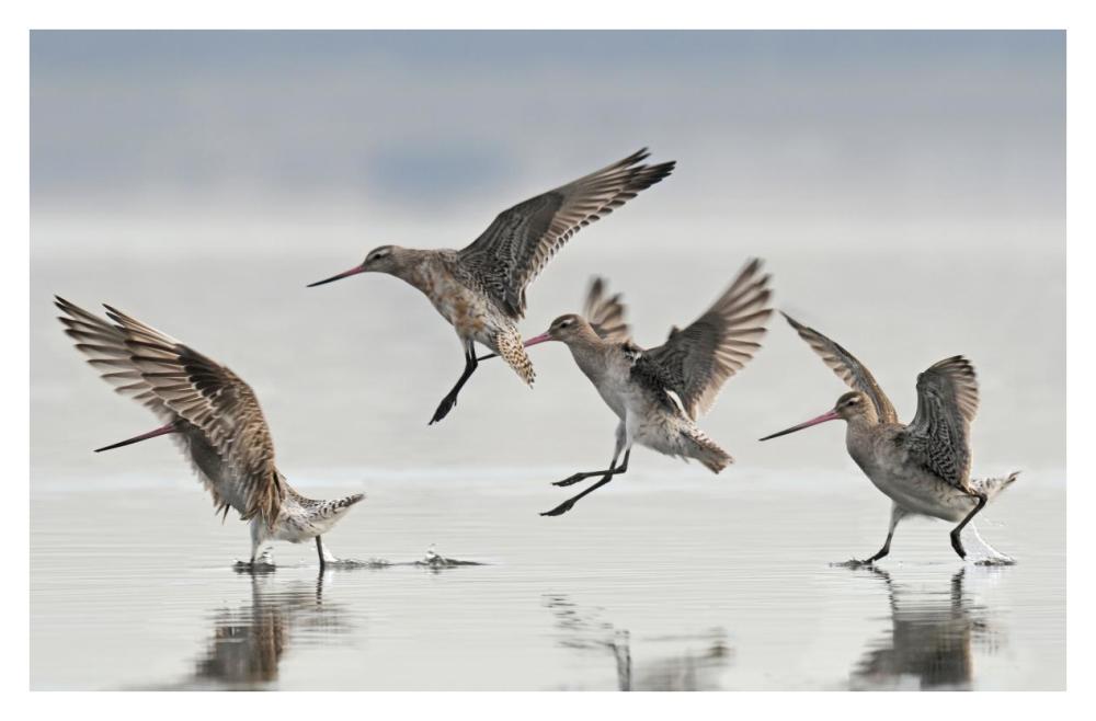 Bar-tailed Godwit group landing, Avon Heathcote Estuary, Christchurch, New Zealand-Paper Art-38"x25.04"
