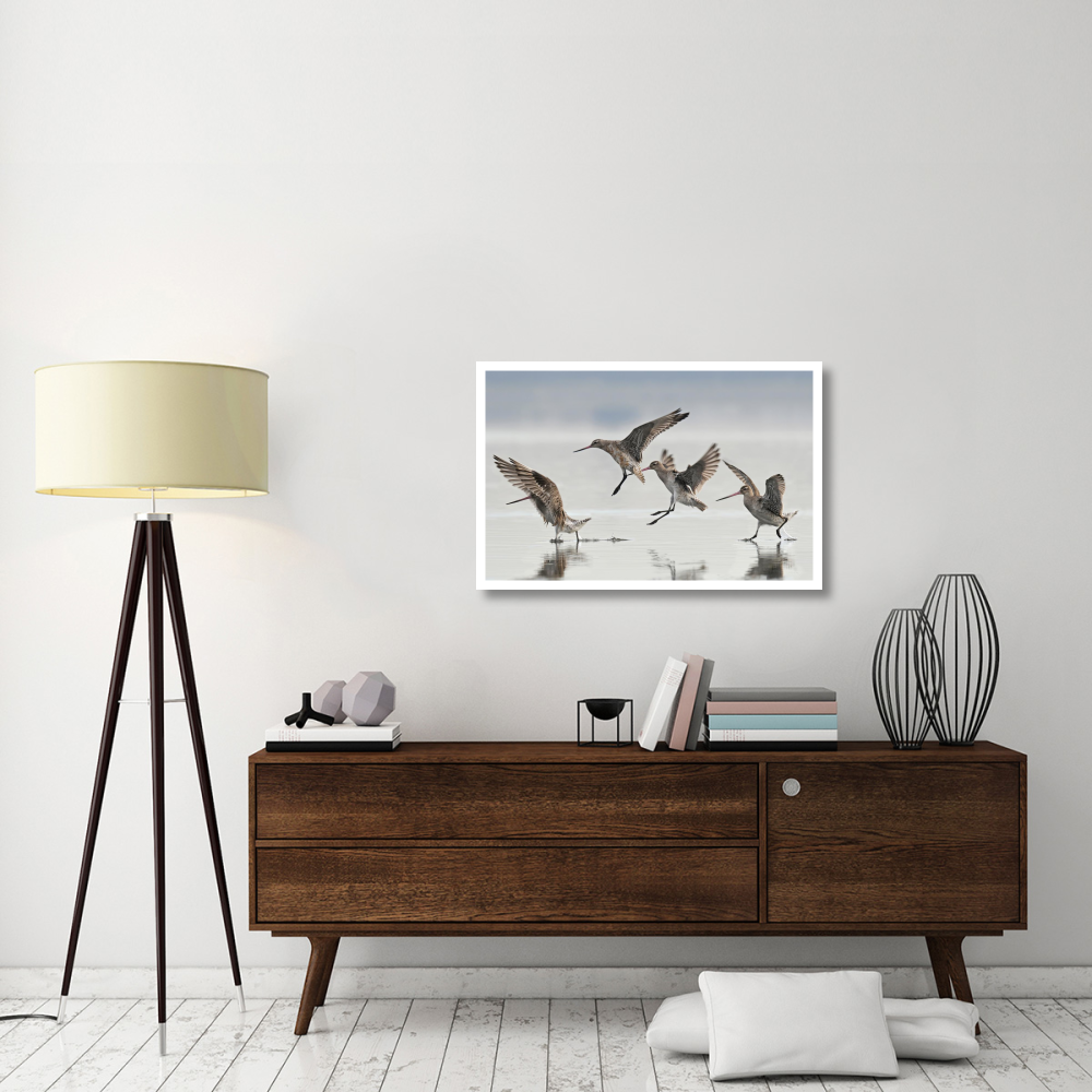 Bar-tailed Godwit group landing, Avon Heathcote Estuary, Christchurch, New Zealand-Paper Art-38&quotx25.04"