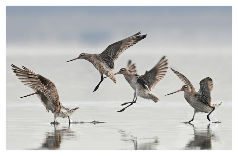 Bar-tailed Godwit group landing, Avon Heathcote Estuary, Christchurch, New Zealand-Paper Art-42"x27.6"