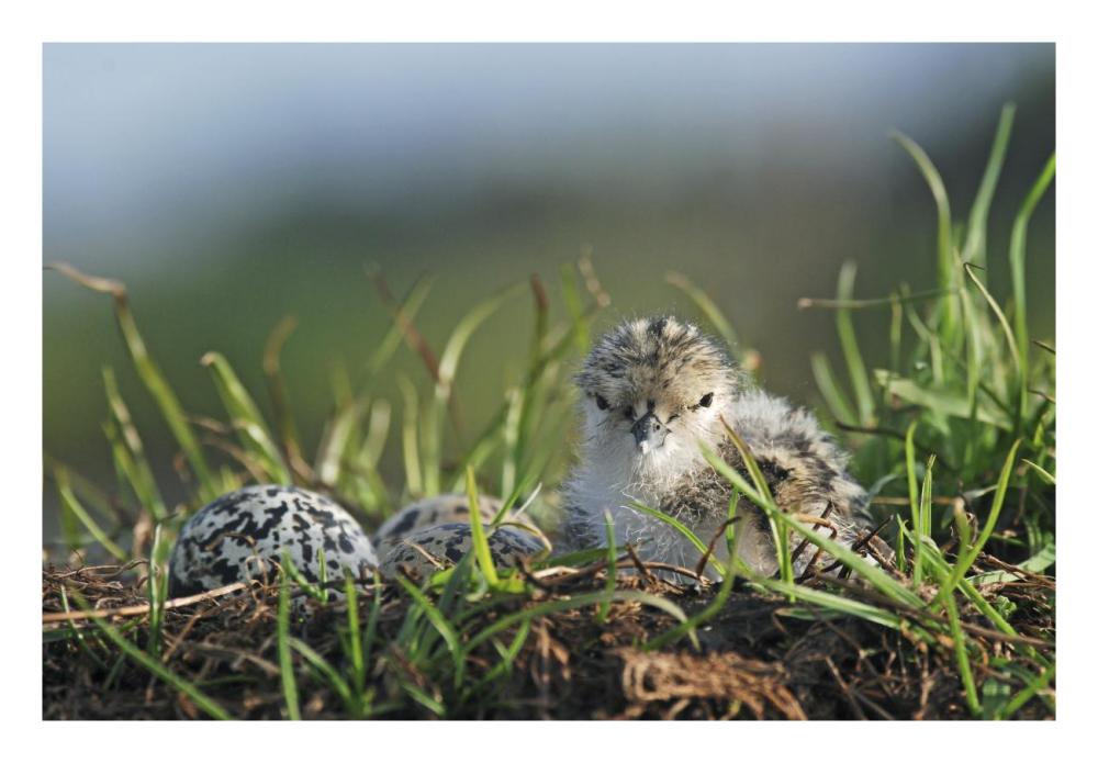 Black-winged Stilt newly hatched chick sits on nest with remaining eggs, Christchurch, New Zealand-Paper Art-26"x18"