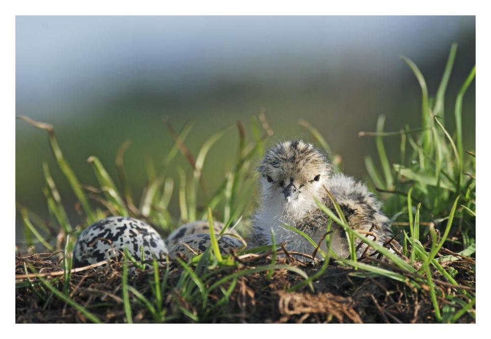 Black-winged Stilt newly hatched chick sits on nest with remaining eggs, Christchurch, New Zealand-Paper Art-32"x22"