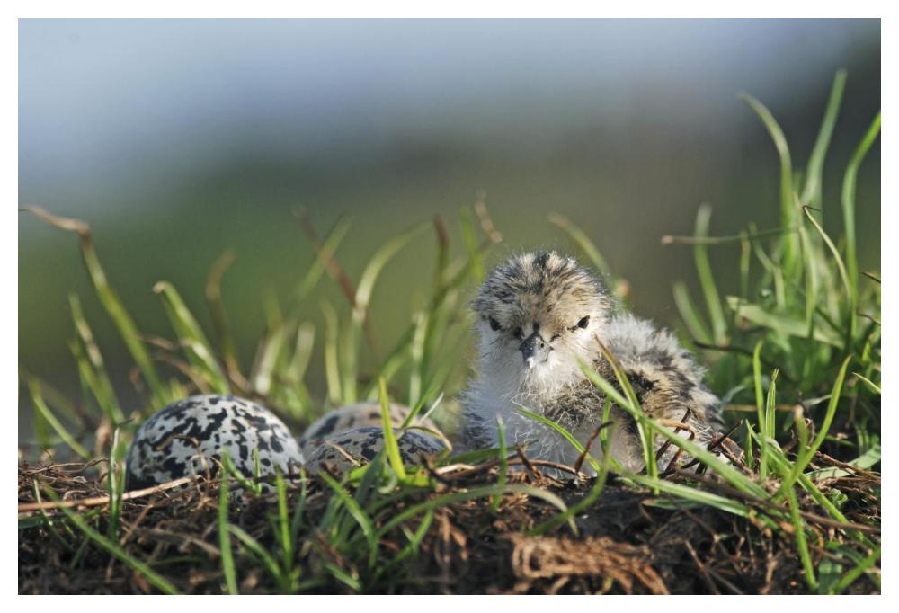 Black-winged Stilt newly hatched chick sits on nest with remaining eggs, Christchurch, New Zealand-Paper Art-50"x34"