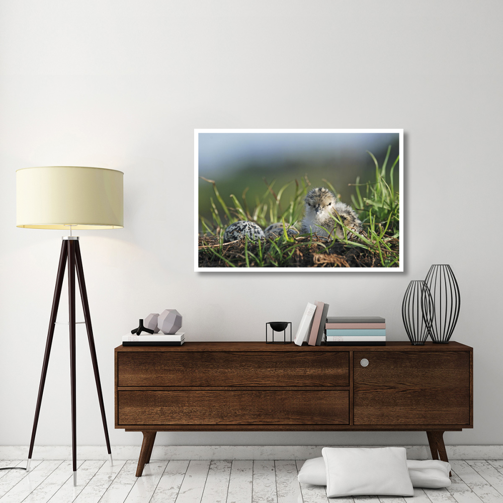 Black-winged Stilt newly hatched chick sits on nest with remaining eggs, Christchurch, New Zealand-Paper Art-50&quotx34"