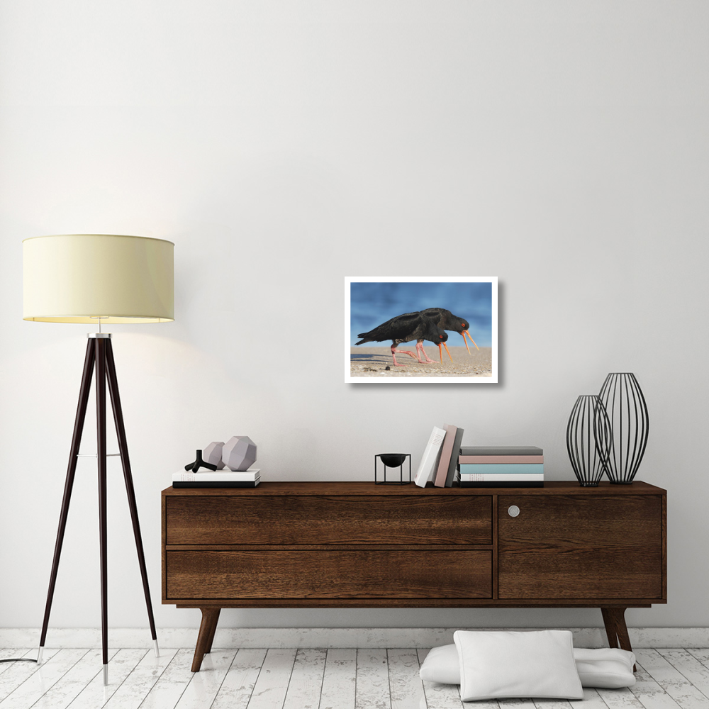 Variable Oystercatcher pair displaying and chasing away rival pair, Coromandel Peninsula, New Zealand-Paper Art-26&quotx18"