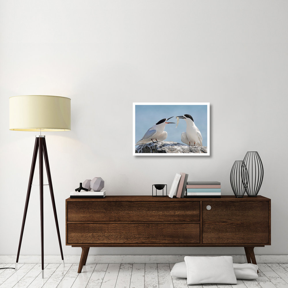 White-fronted Tern, Avon Heathcote Estuary, Christchurch, New Zealand-Paper Art-32&quotx22"