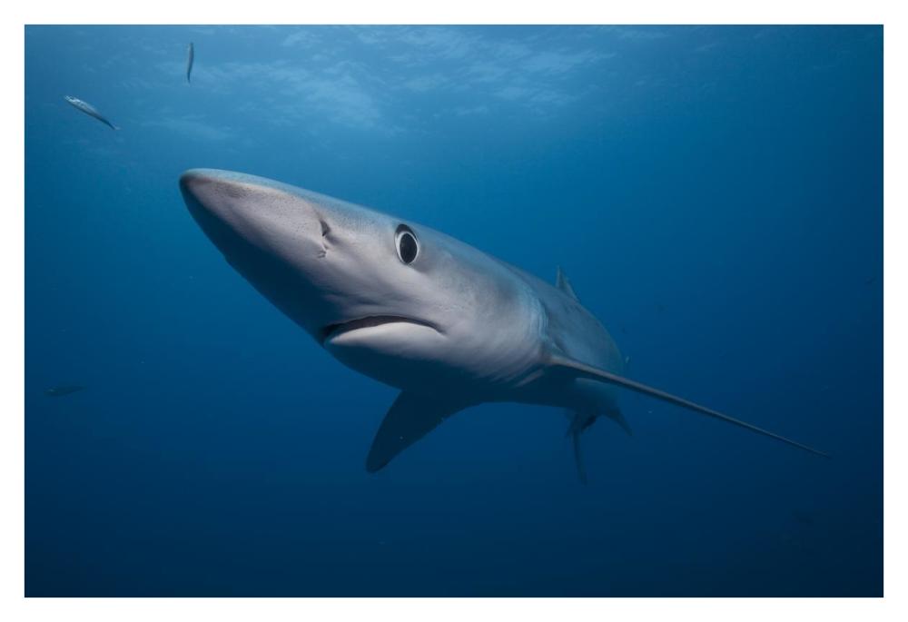 Blue Shark, San Diego, California-Paper Art-38"x26"