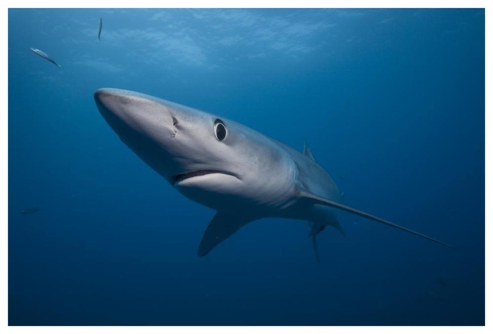 Blue Shark, San Diego, California-Paper Art-62"x42"