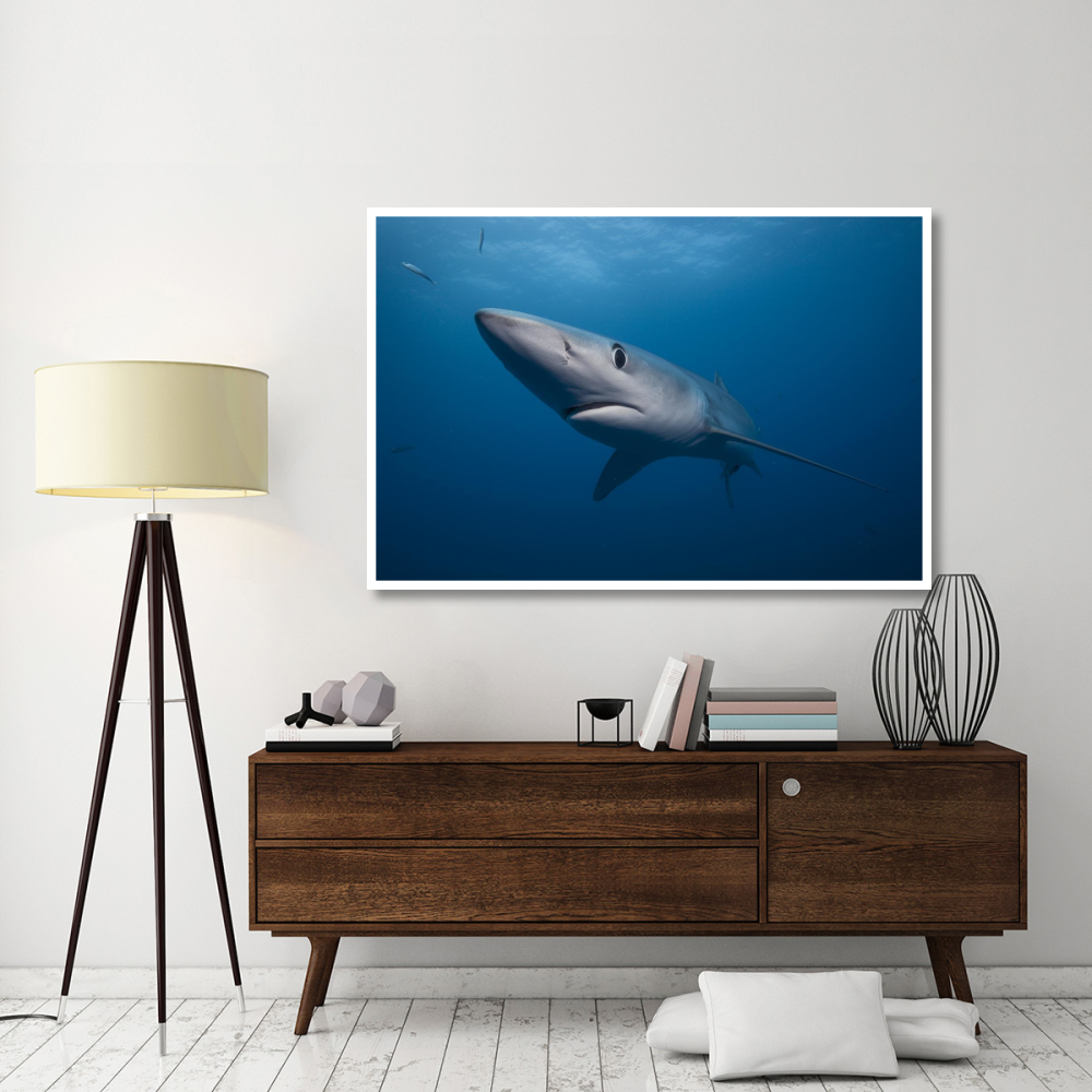 Blue Shark, San Diego, California-Paper Art-62&quotx42"