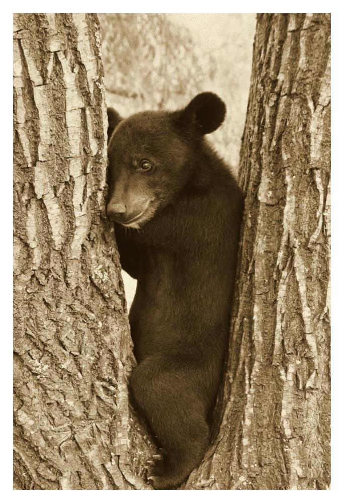 Asiatic Black Bear four month old cub, resting in tree, Sichuan, China-Paper Art-14"x20"