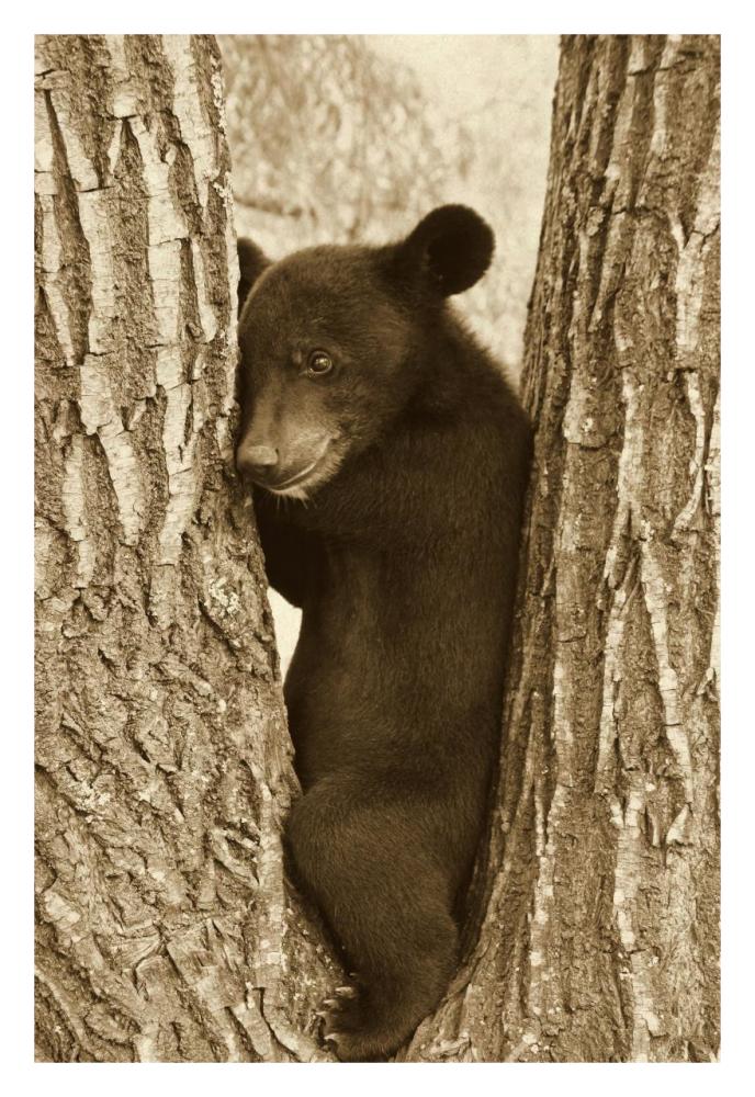 Asiatic Black Bear four month old cub, resting in tree, Sichuan, China-Paper Art-22"x32"