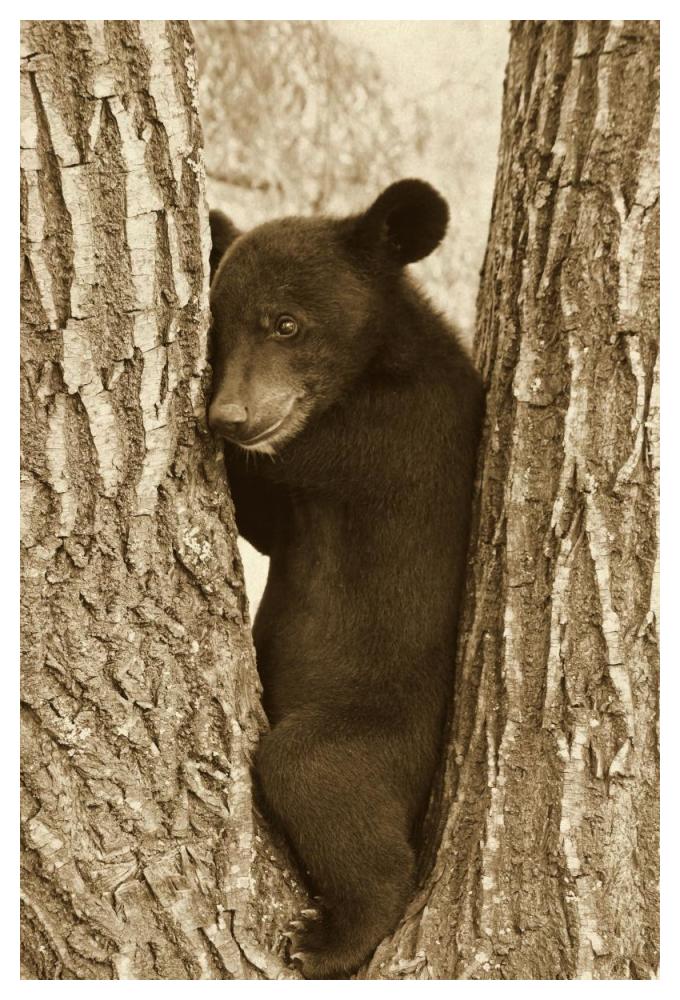 Asiatic Black Bear four month old cub, resting in tree, Sichuan, China-Paper Art-34"x50"