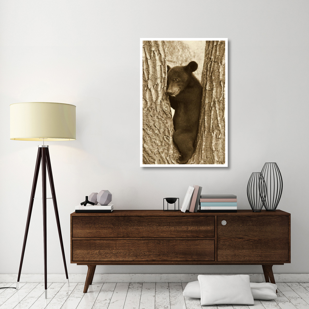 Asiatic Black Bear four month old cub, resting in tree, Sichuan, China-Paper Art-34&quotx50"