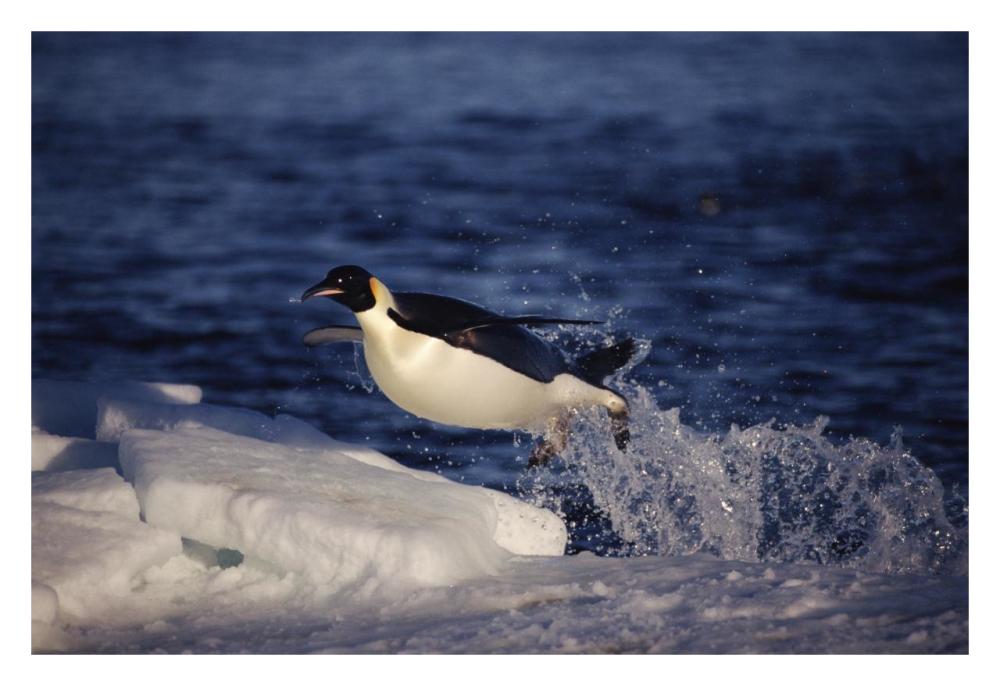 Emperor Penguin 'flying' out of water onto ice edge, Antarctica-Paper Art-32"x22"