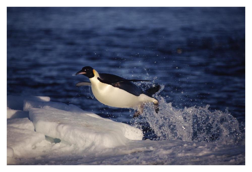 Emperor Penguin 'flying' out of water onto ice edge, Antarctica-Paper Art-38"x26"