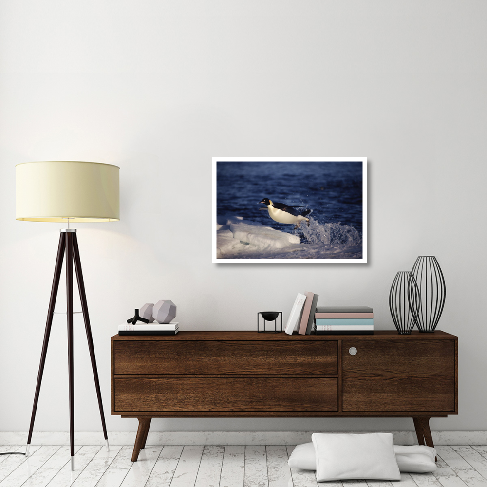 Emperor Penguin 'flying' out of water onto ice edge, Antarctica-Paper Art-38&quotx26"