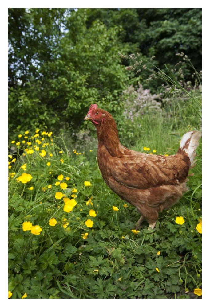 Domestic Chicken, free range hen, standing in meadow amongst buttercups, England-Paper Art-26"x38"
