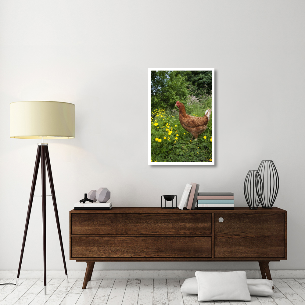 Domestic Chicken, free range hen, standing in meadow amongst buttercups, England-Paper Art-26&quotx38"