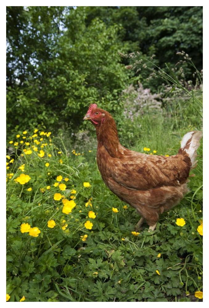 Domestic Chicken, free range hen, standing in meadow amongst buttercups, England-Paper Art-34"x50"