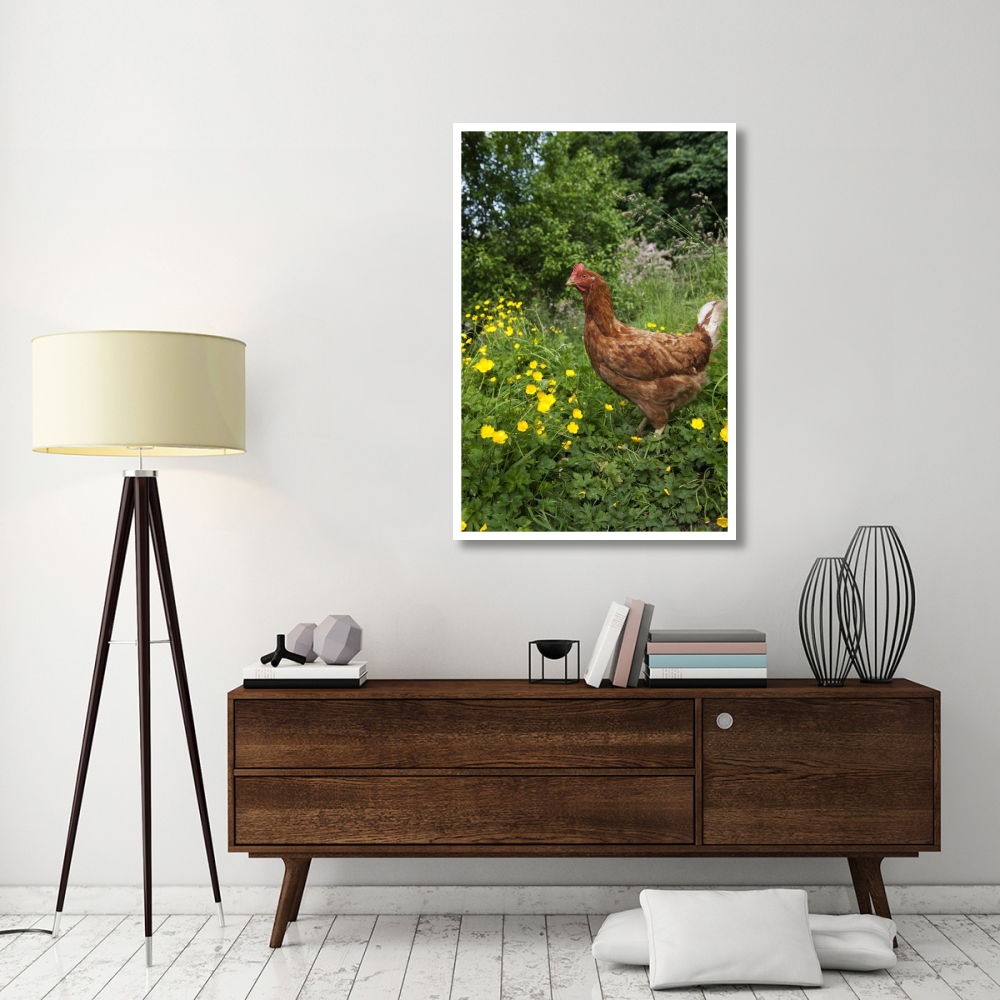 Domestic Chicken, free range hen, standing in meadow amongst buttercups, England-Paper Art-34&quotx50"