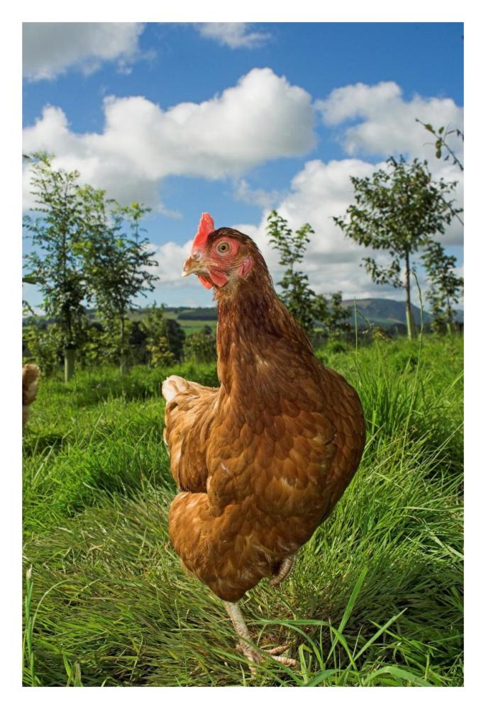 Domestic Chicken, free range hen, standing amongst young trees in planted woodland, England-Paper Art-22"x32"