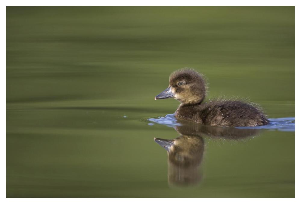 Tufted Duck young, swimming on lake, Bambois, Belgium-Paper Art-50"x34"