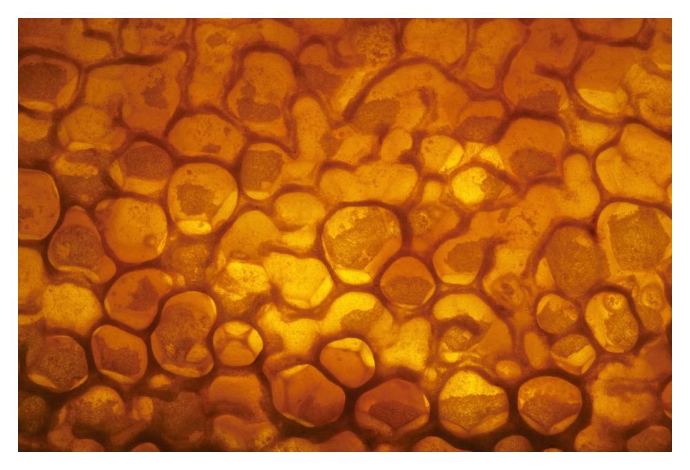 Honeycomb cells filled with honey and covered by wax, Bee Station at the Bavarian Julius-Maximilians-University of Wurzburg, Germany-Paper Art-20"x14"