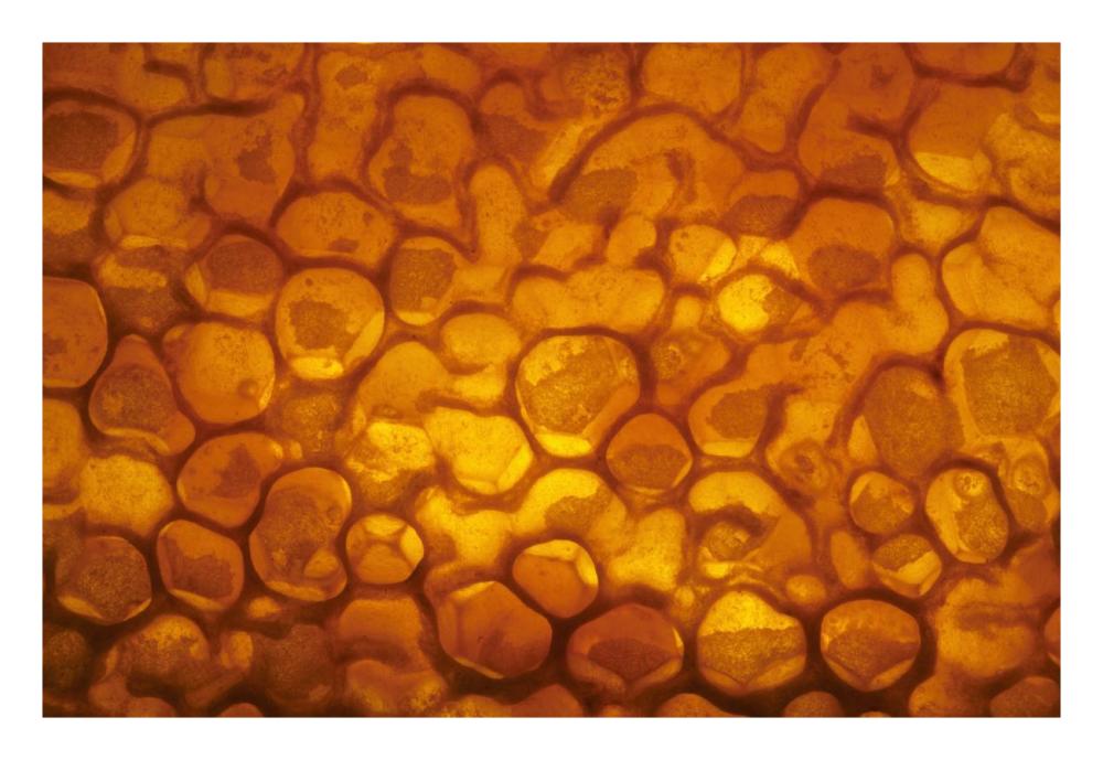 Honeycomb cells filled with honey and covered by wax, Bee Station at the Bavarian Julius-Maximilians-University of Wurzburg, Germany-Paper Art-26"x18"