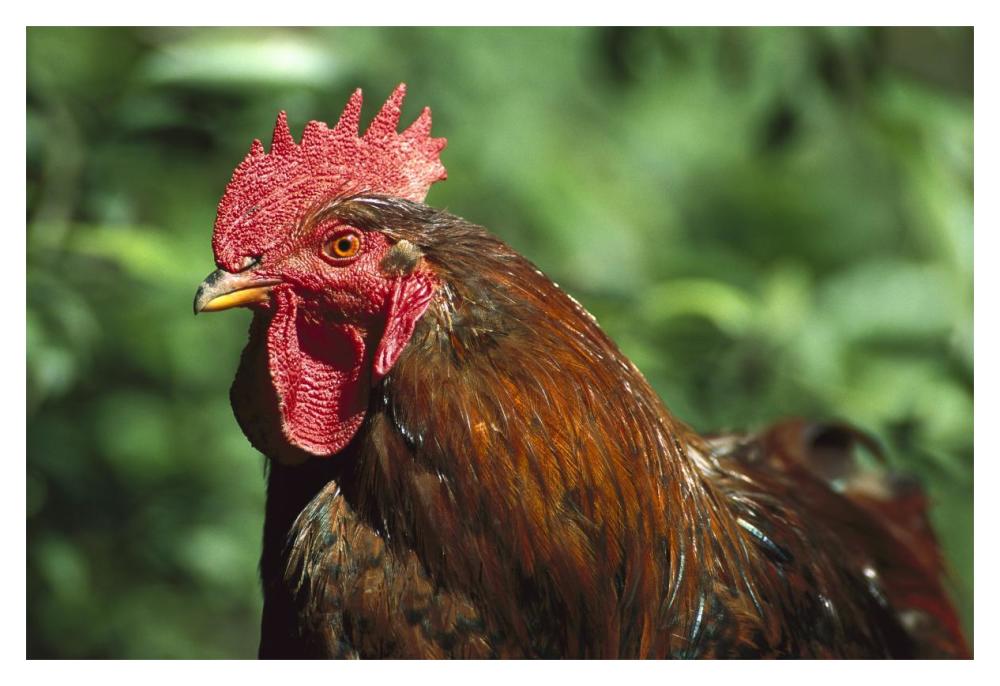 Domestic Chicken rooster, northern Germany-Paper Art-20"x14"